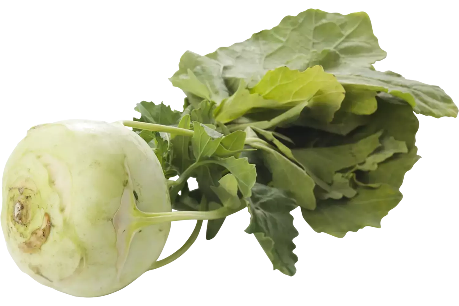 Koolrabi stuk 1
