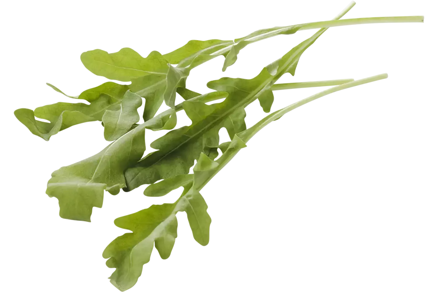 Rucola 80gr stuk 1