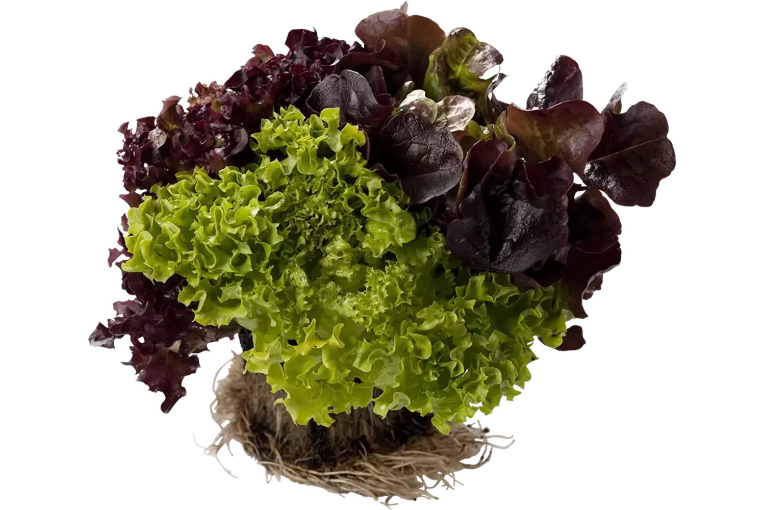 Trio sla (rosso, bianca, eikenblad) stuk 1