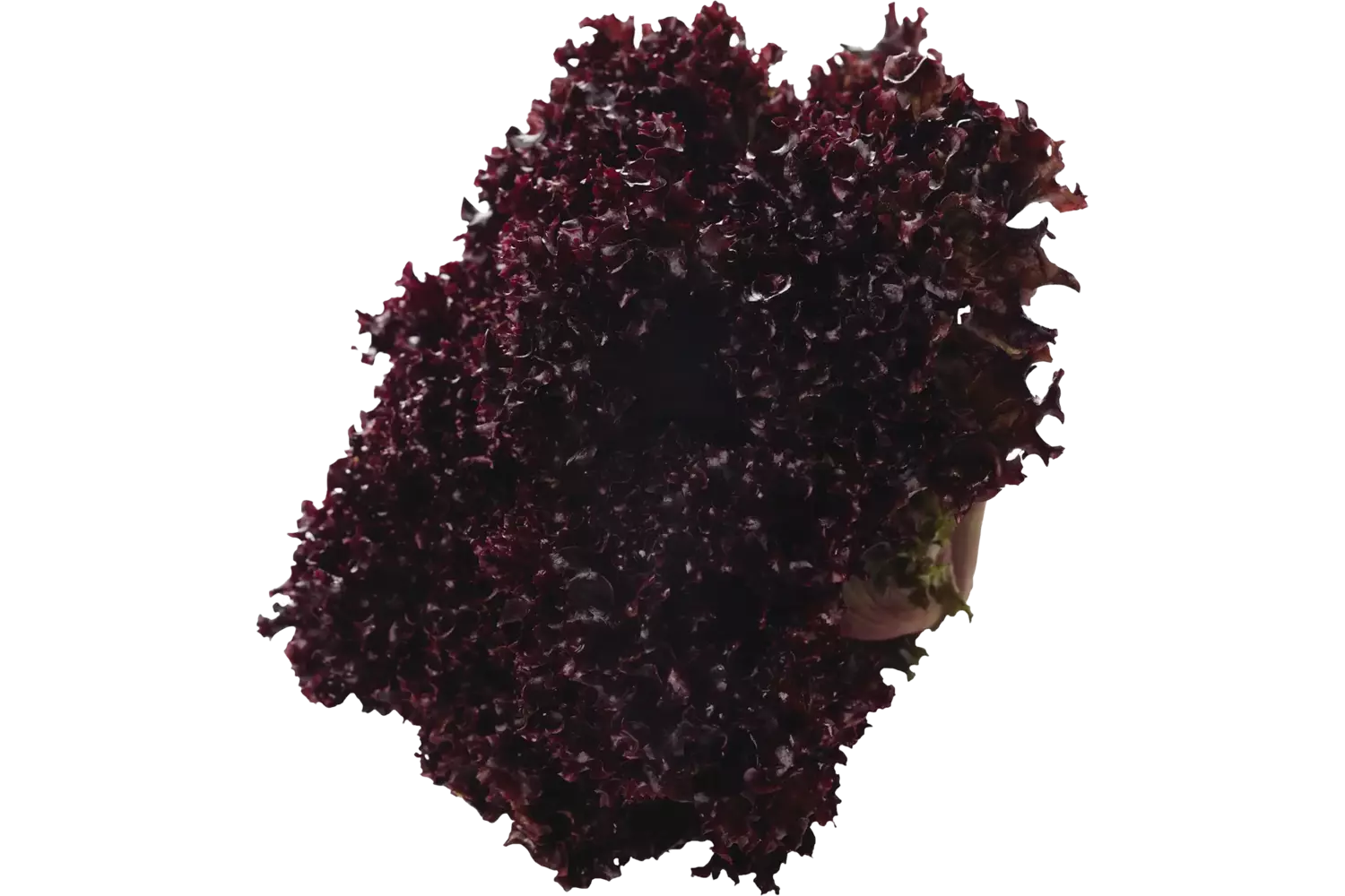 Lollo rosso stuk 1