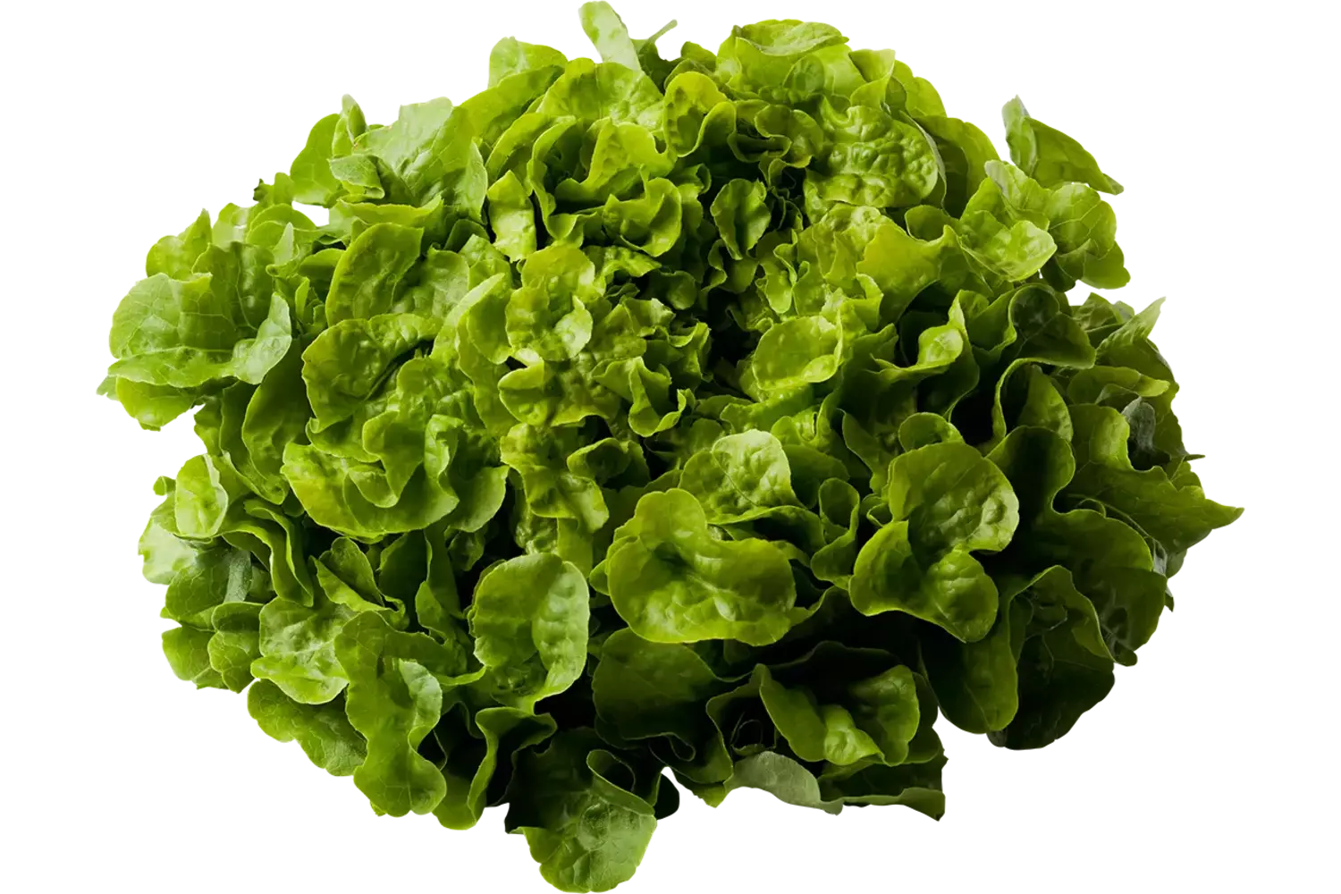 Eikenbladsla groen stuk 1
