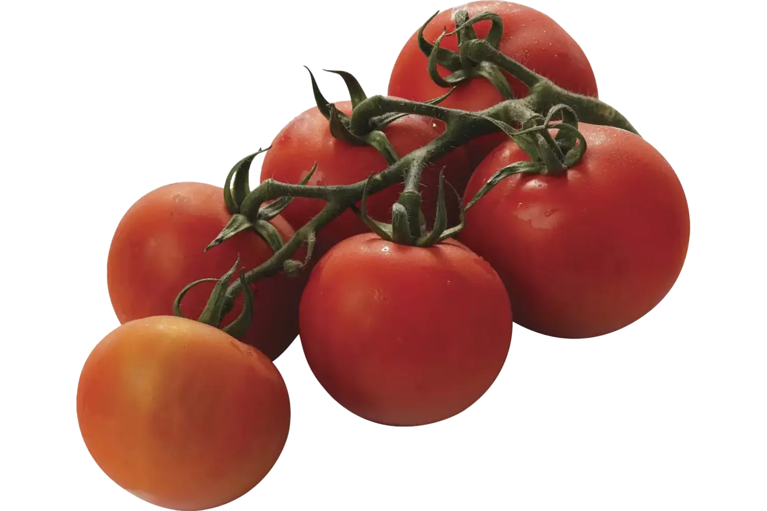 BIO Trostomaten verpakt 500gr stuk 1