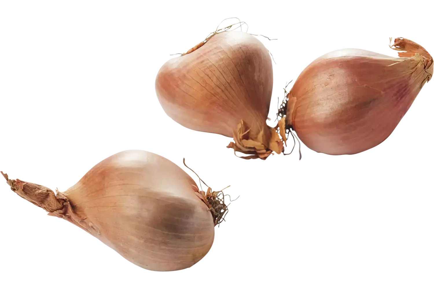 Sjalotten verpakt 500gr stuk 1