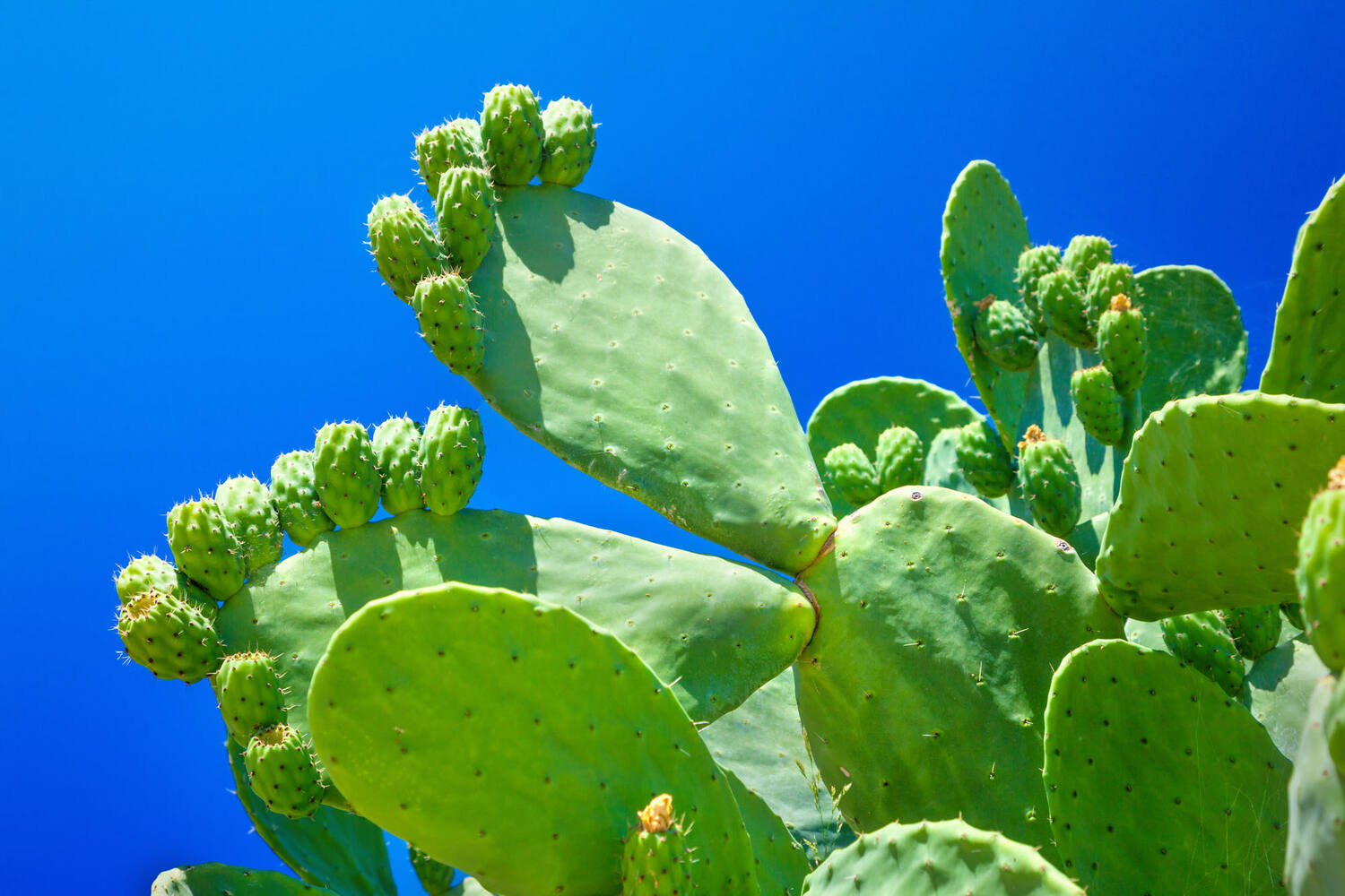 Cactus vijgen stuk 2