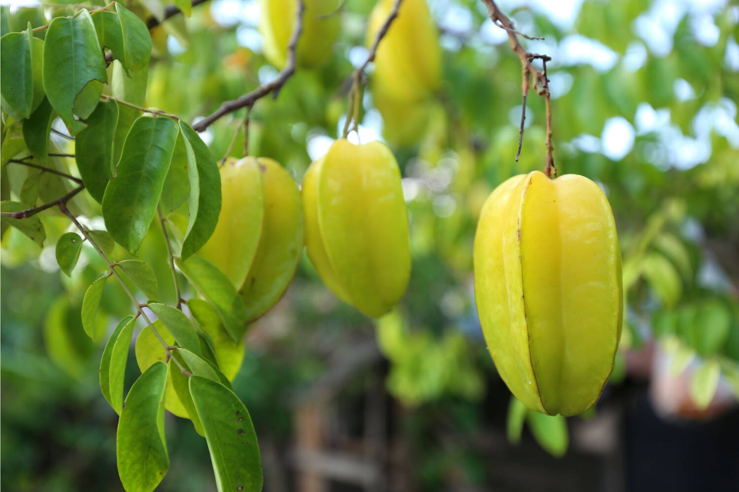 Carambola - sterfruit stuk 3