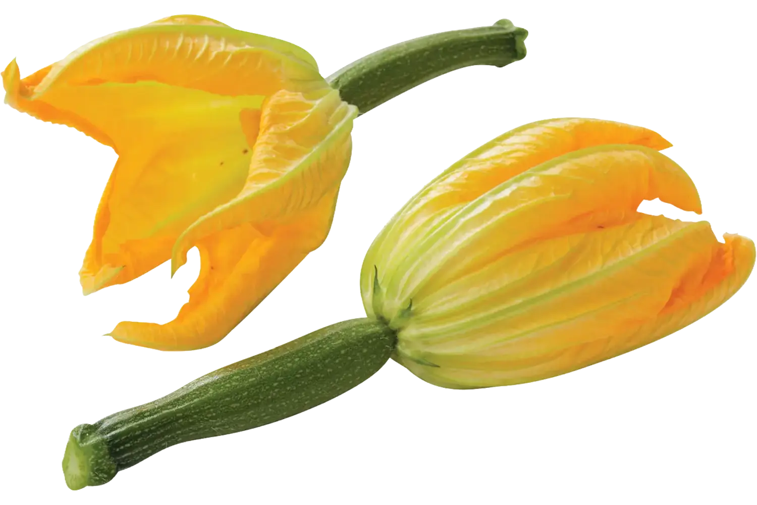 Courgette bloem stuk 1