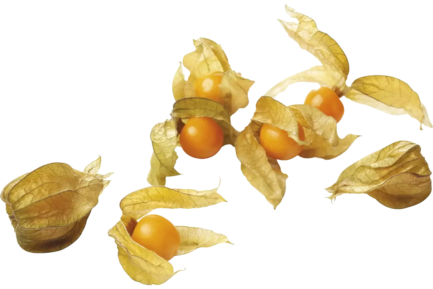 Physalis stuk 1