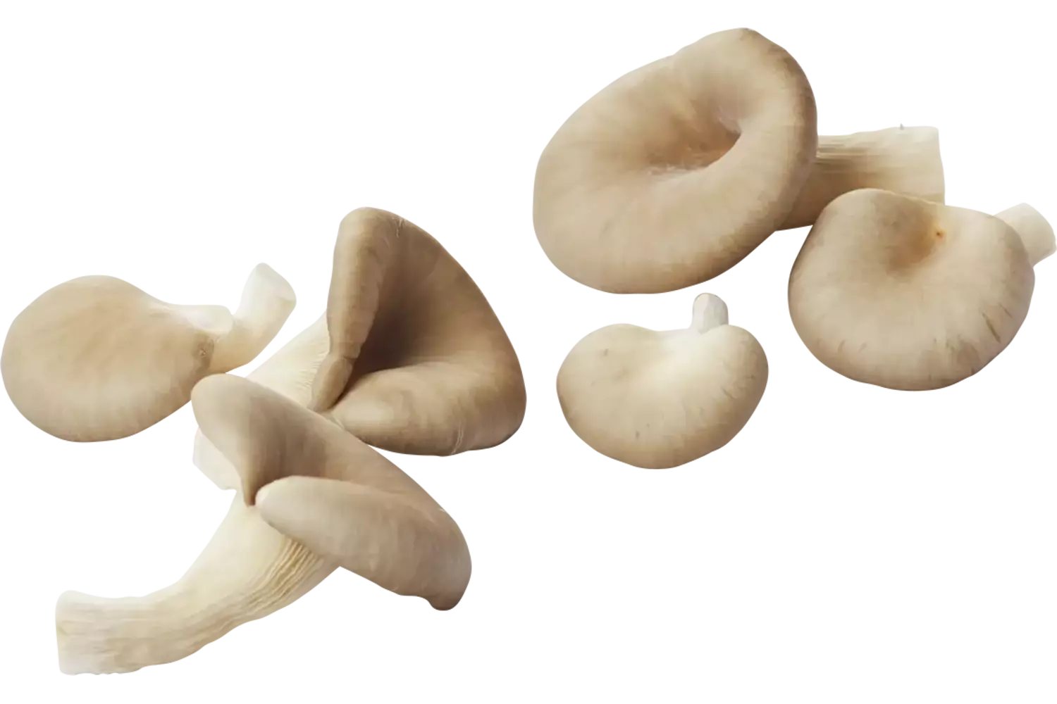Oesterzwammen 500gr stuk 1