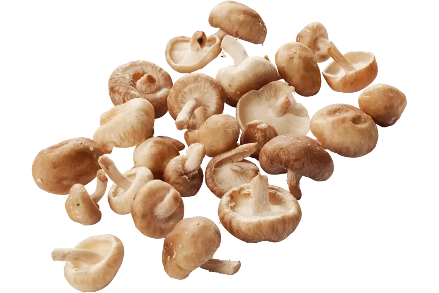 Shii-take mini 500gr stuk 1