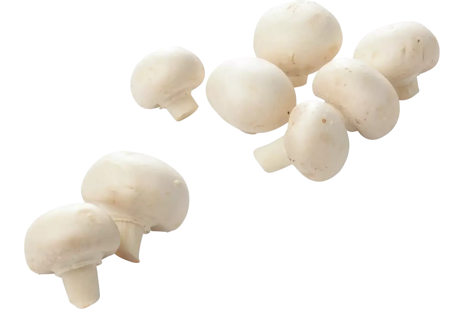 Champignons fijn 500gr stuk 1