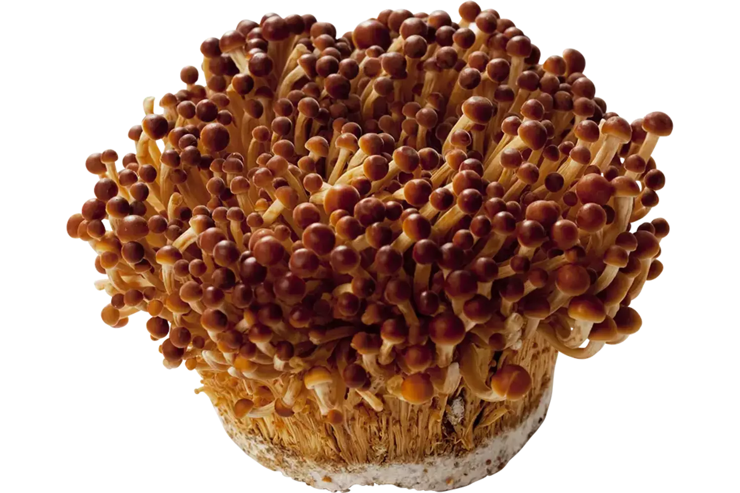 Enoki golden 250gr stuk 1