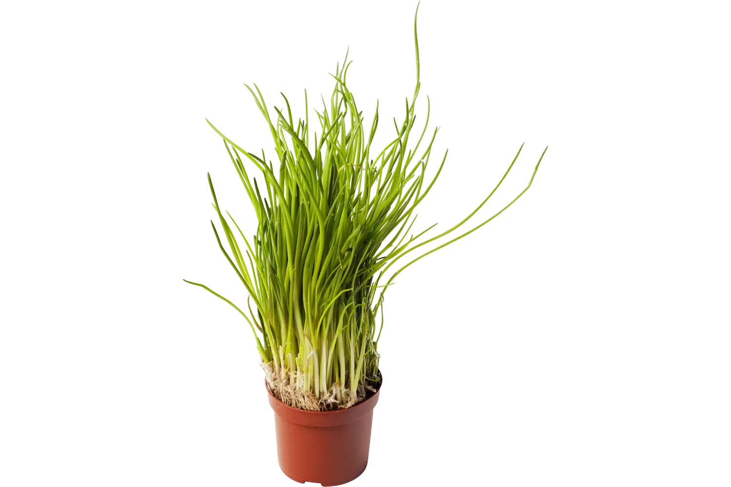 Bieslook in pot stuk 1