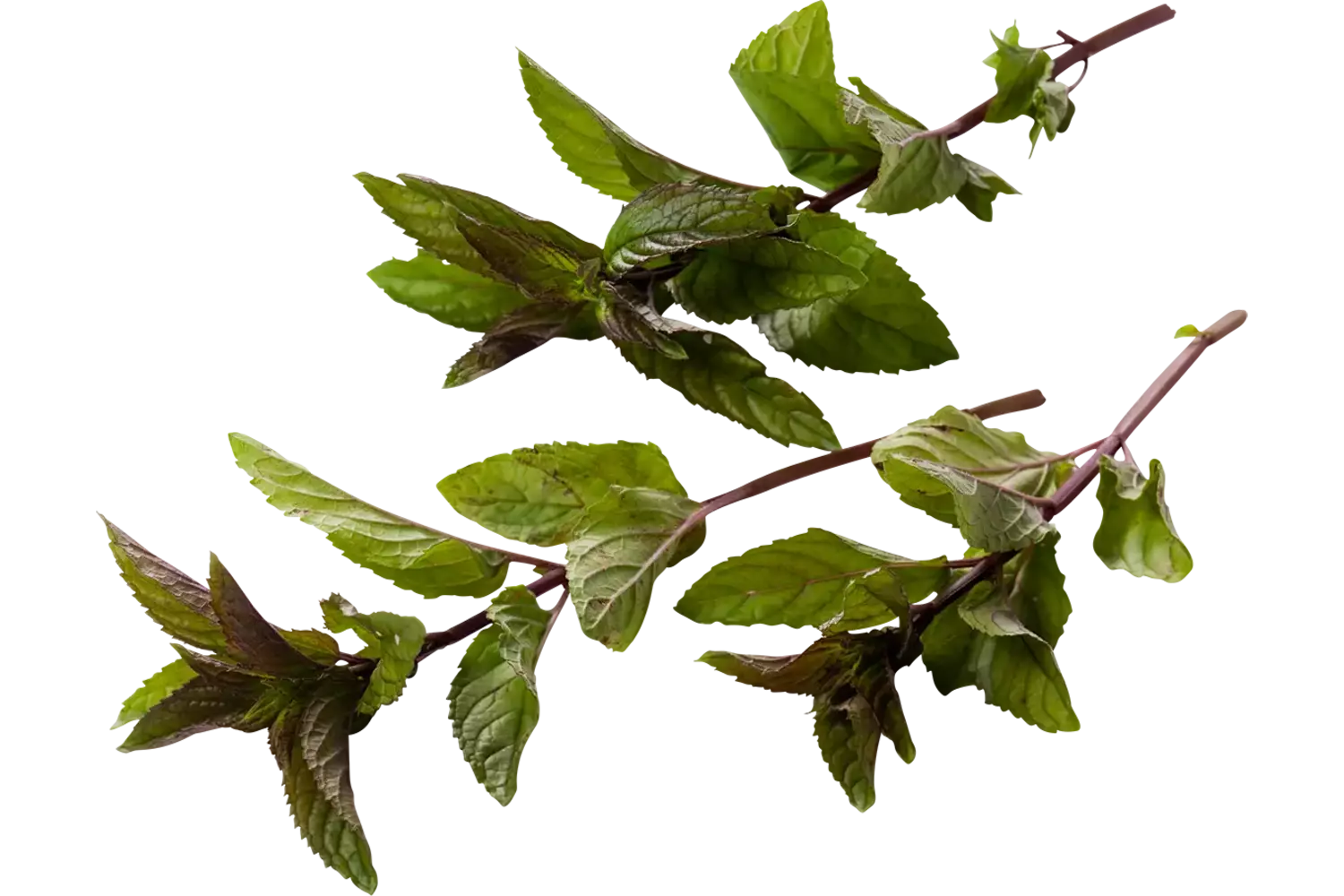 Rode mint - peper mint 75-80gr stuk 1