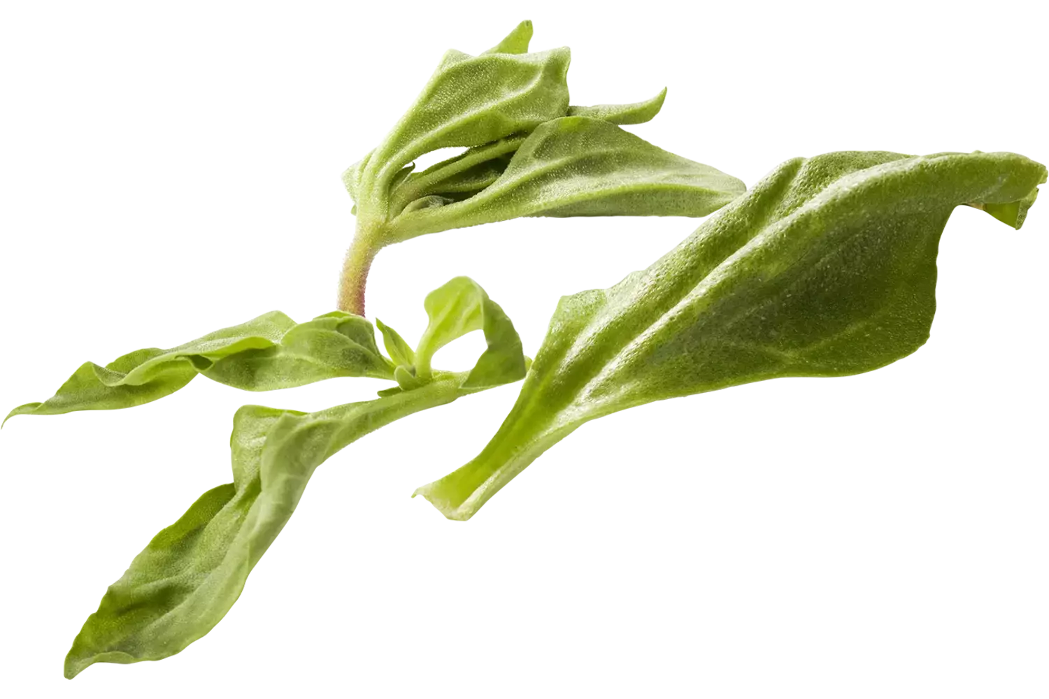 IJskruidsla 250gr. stuk 1