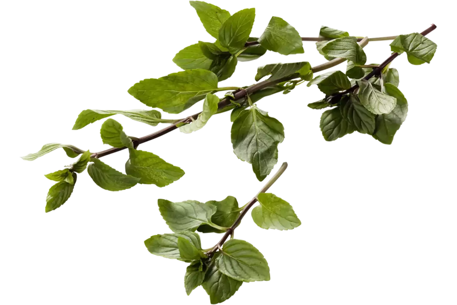 Bergamot mint 25gr stuk 1