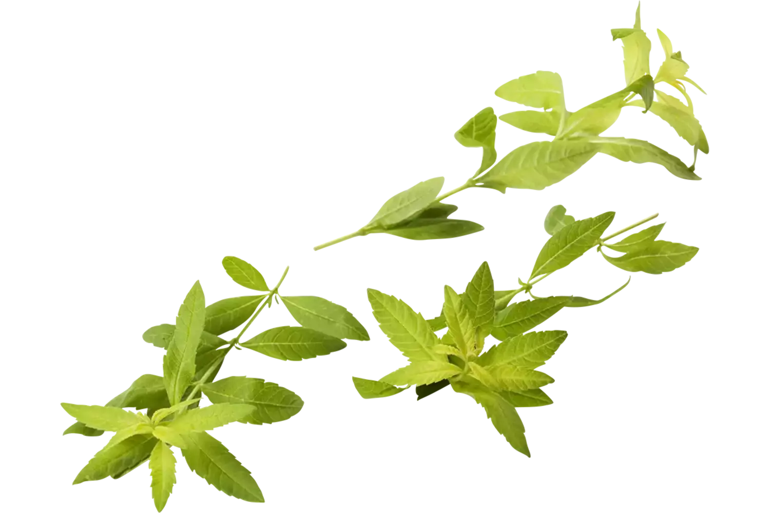 BIO Citroen Verbena in pot doos 2st stuk 2
