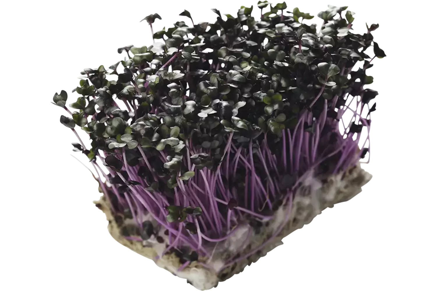 Purper cress stuk 1