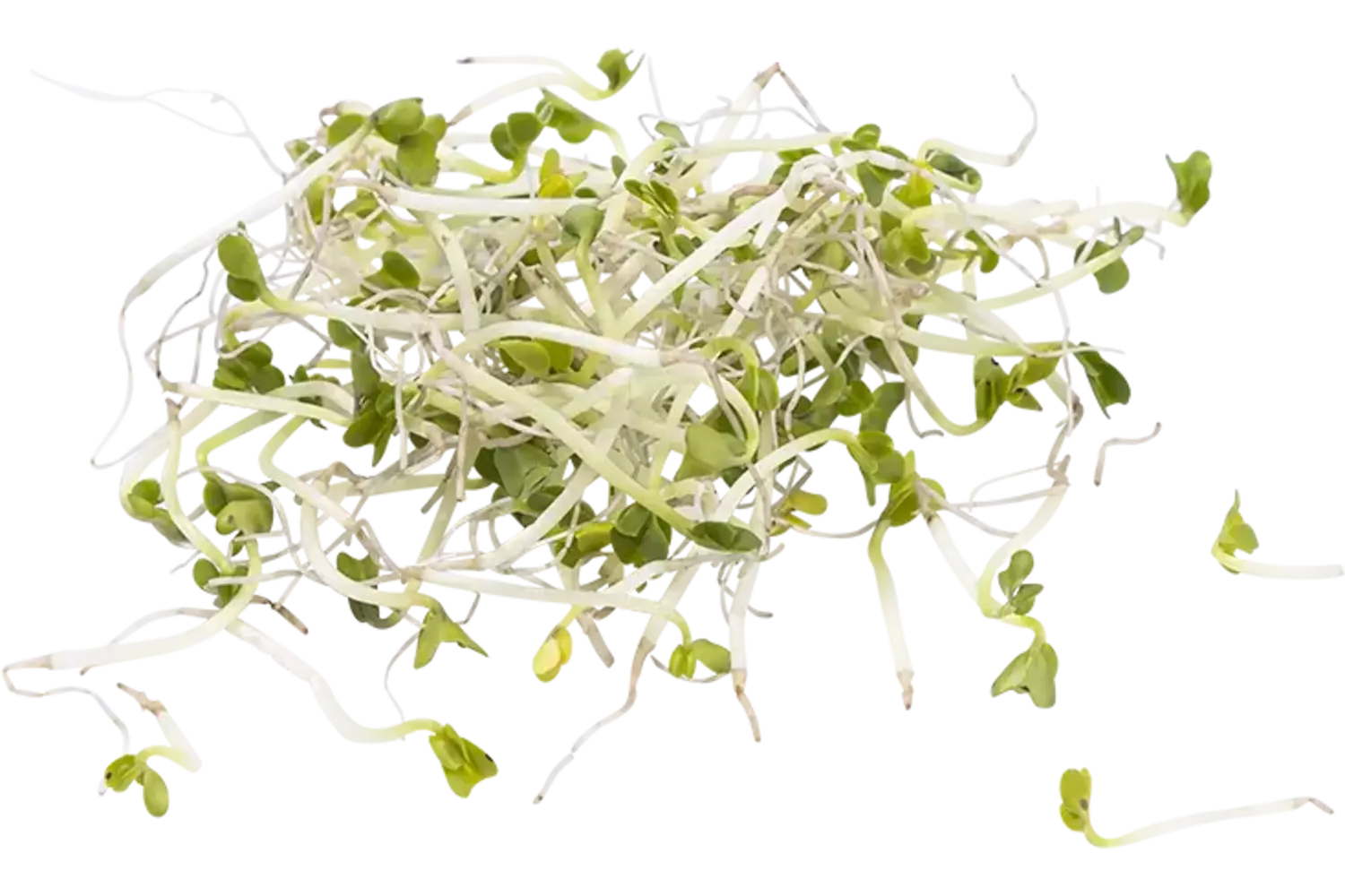 Broccolischeut 50gr stuk 1