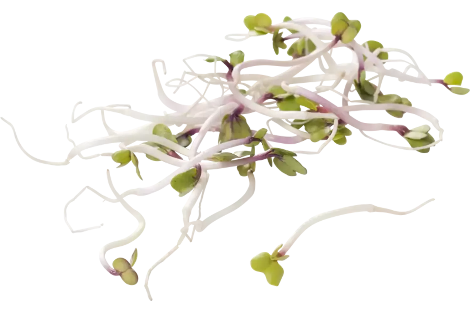 China rose 100gr stuk 1
