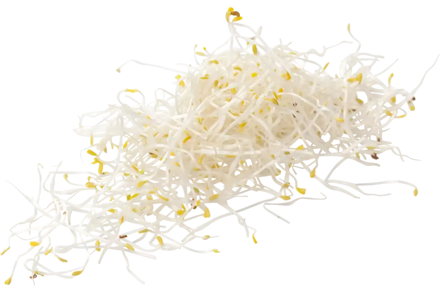 Alfalfa groot 250gr stuk 1