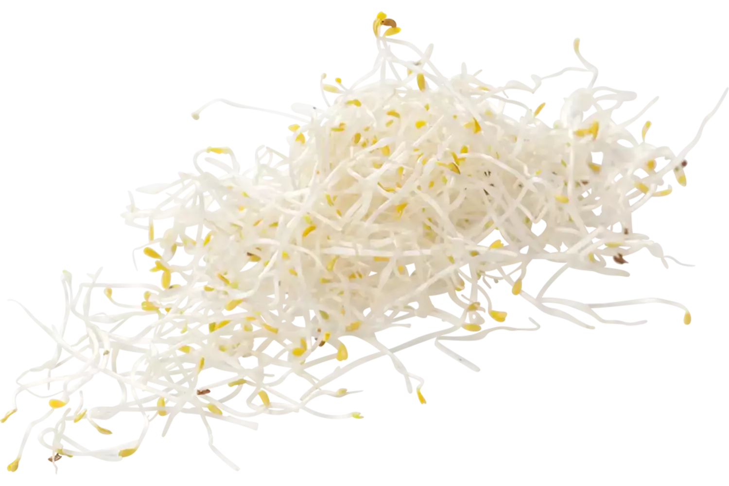 Alfalfa 100gr stuk 1