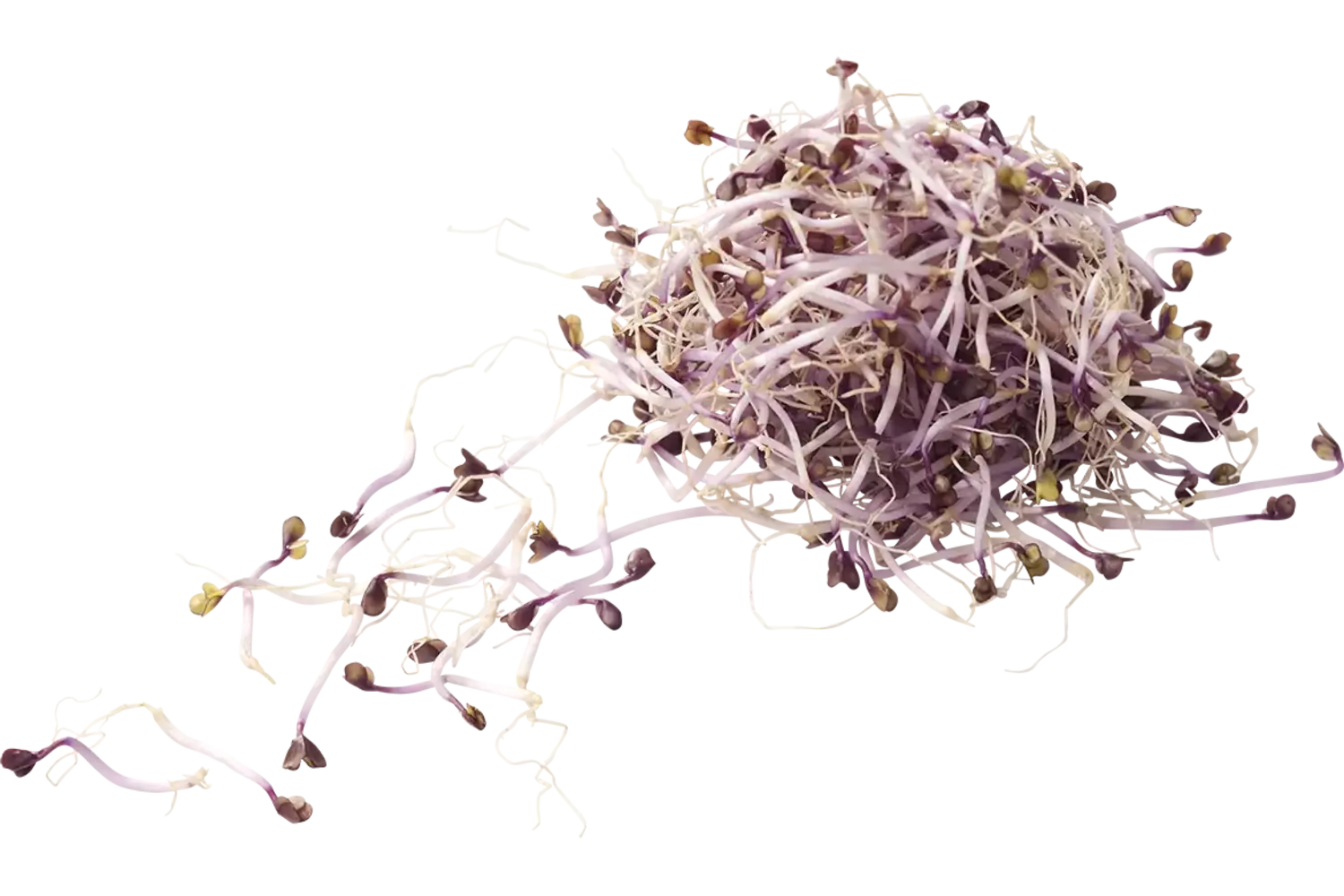 Rodekoolscheut 50gr stuk 1