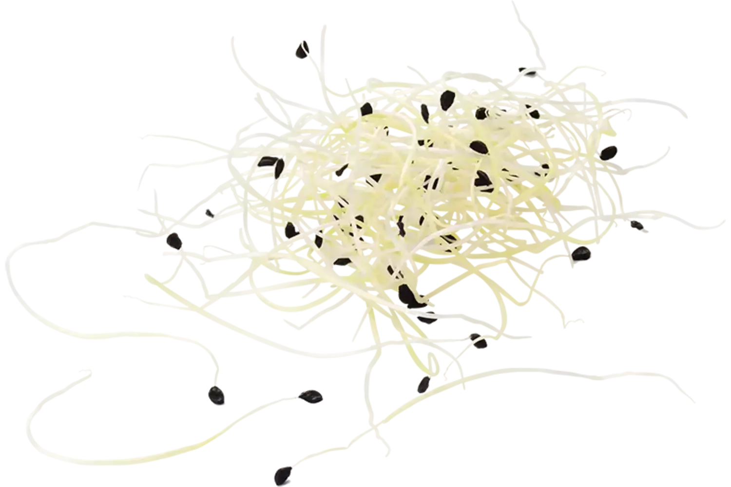 Knoflookscheut 50gr stuk 1
