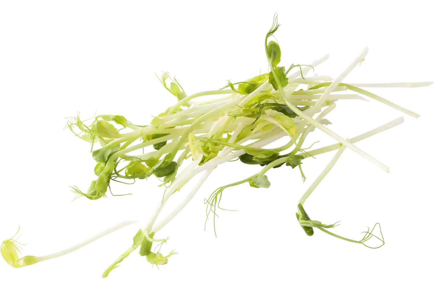 Green peez 100gr stuk 1