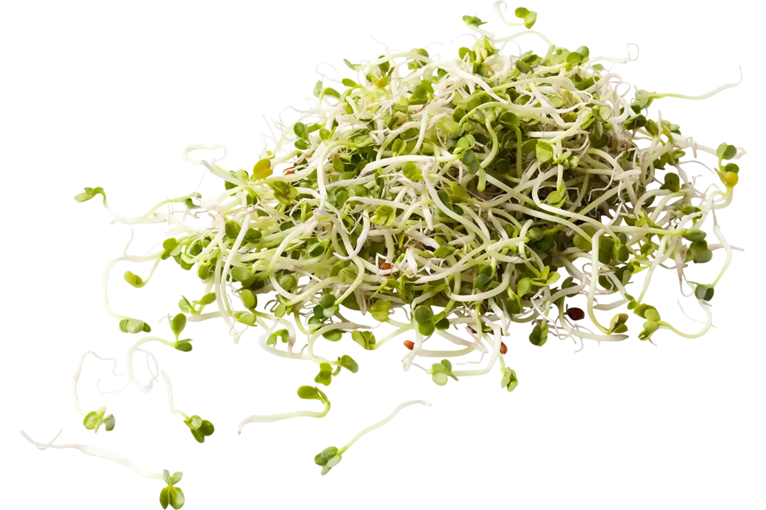 Rettichscheut 100gr stuk 1