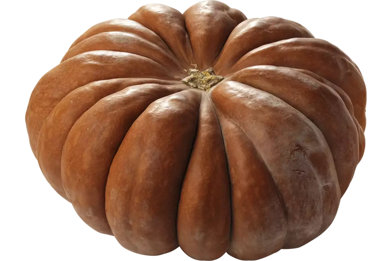 Pompoen muskaat ong 5 tot 7 kilo stuk 1