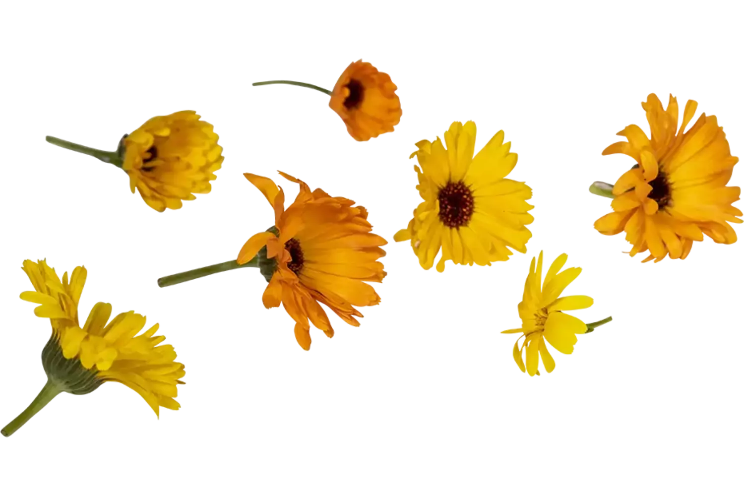 Eetbare bloem Goudsbloem  8st. stuk 1