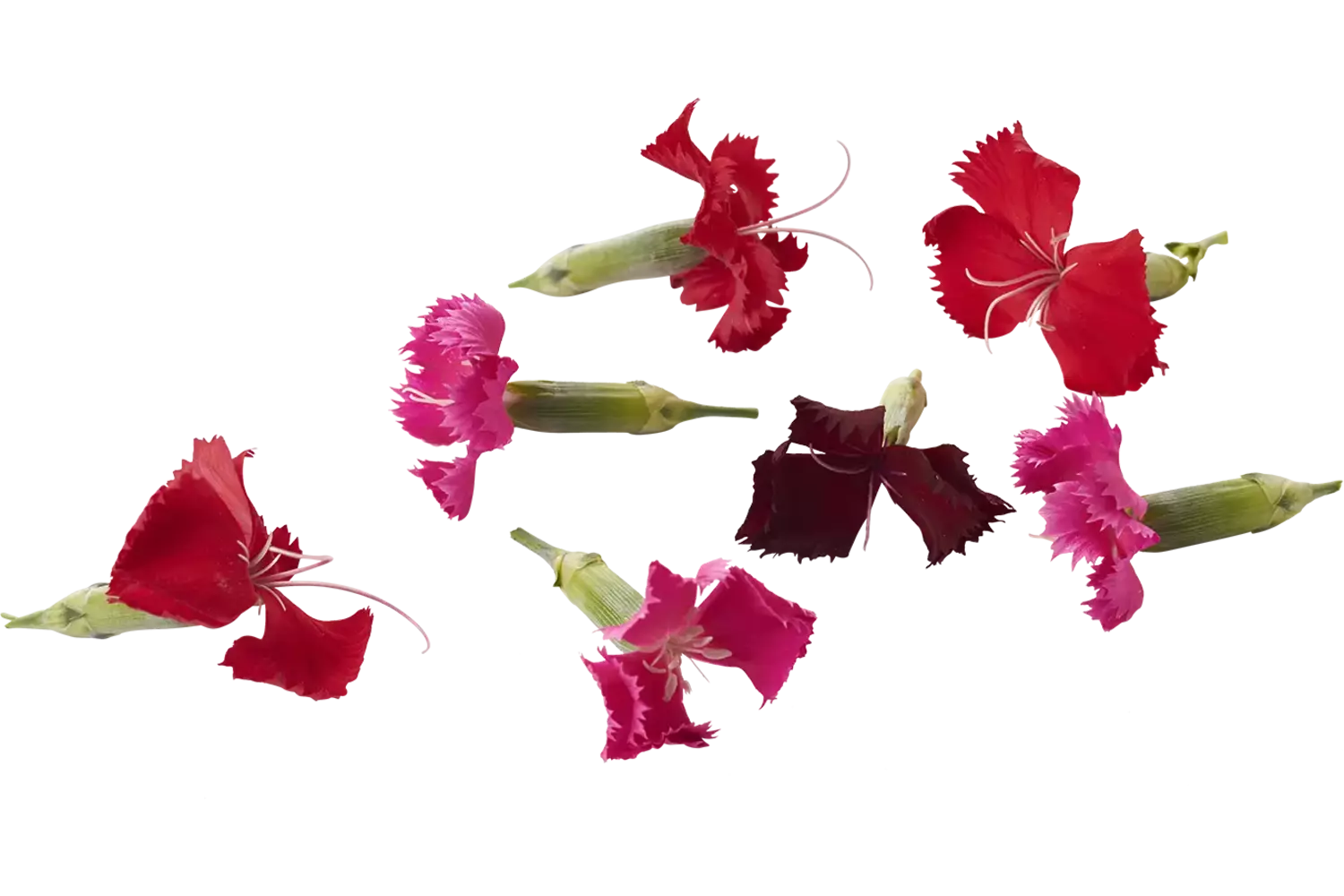 Eetbare bloem Anjer 30st. stuk 1