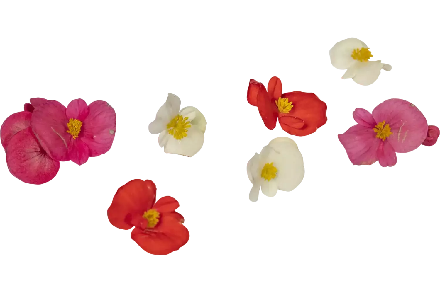 Eetbare bloem Begonia 30st. stuk 1