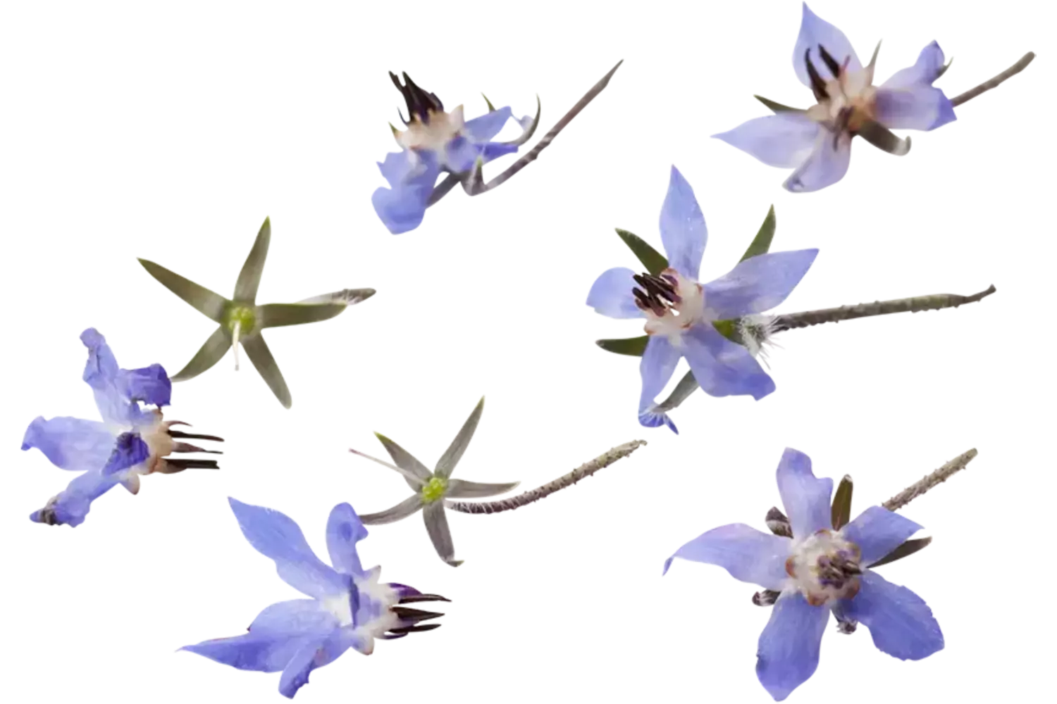 Eetbare bloem Borage blauw 20st. stuk 1