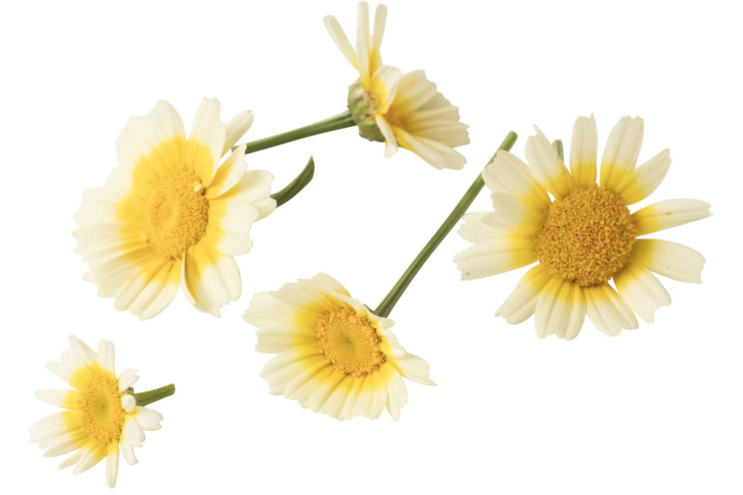 Eetbare bloem Chrysant 20st. stuk 1