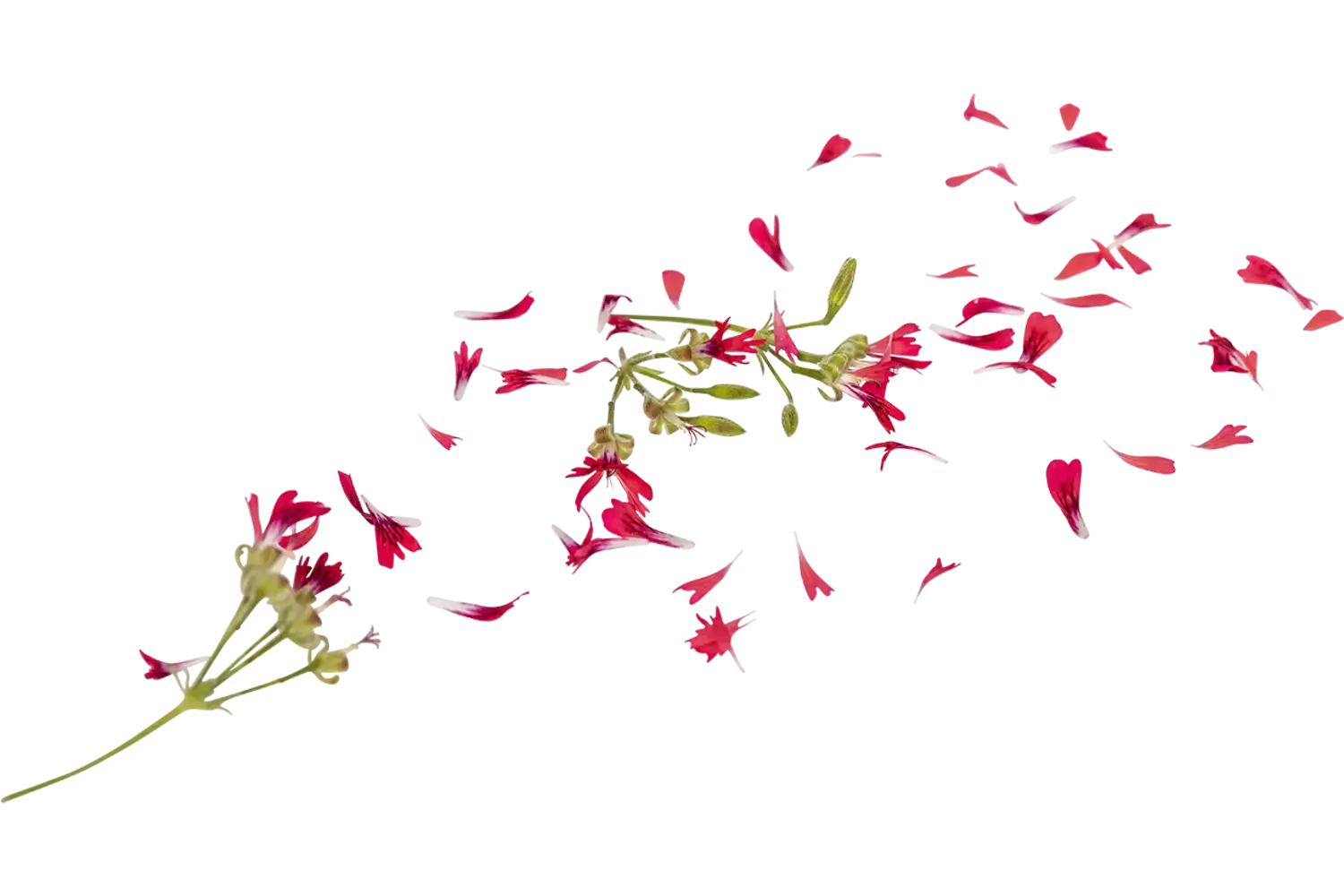 Eetbare bloem Hazelnoot Geranium 15st. stuk 1