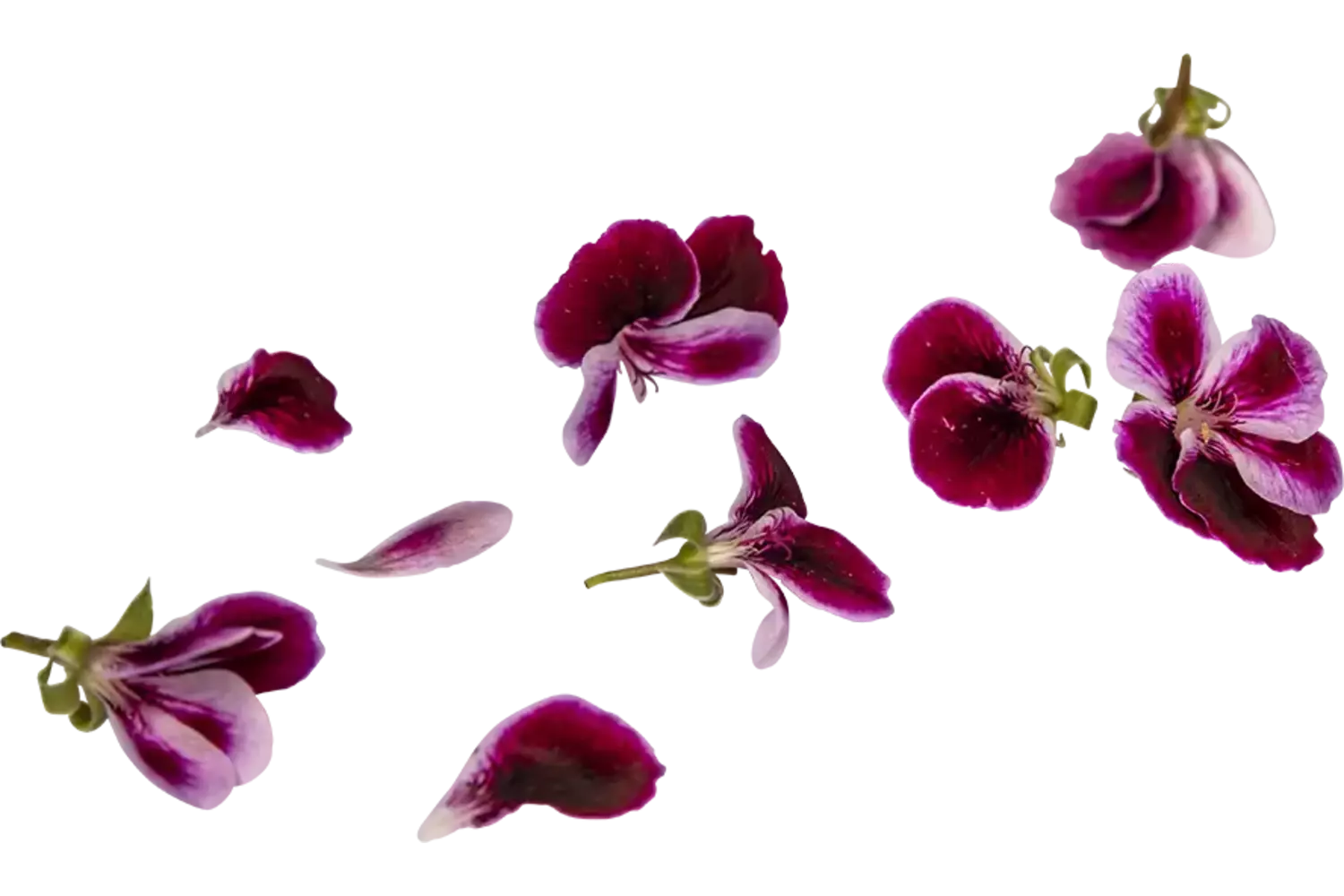 Eetbare bloem Sinaasappel Geranium 15st. stuk 1