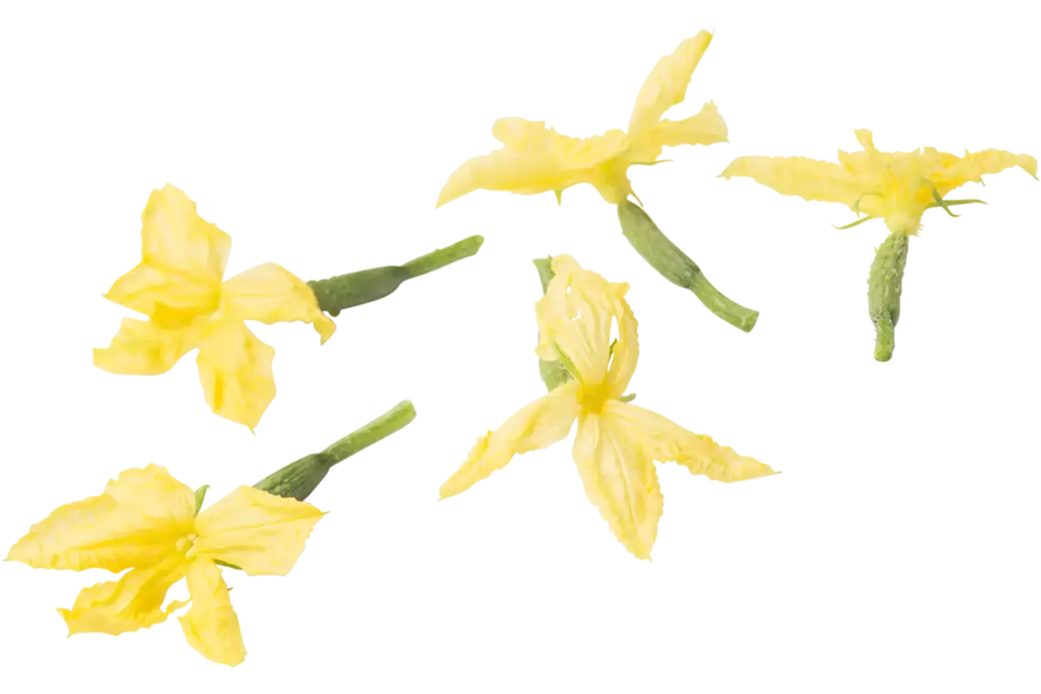 Eetbare bloem Komkommerbloem 20st. stuk 1