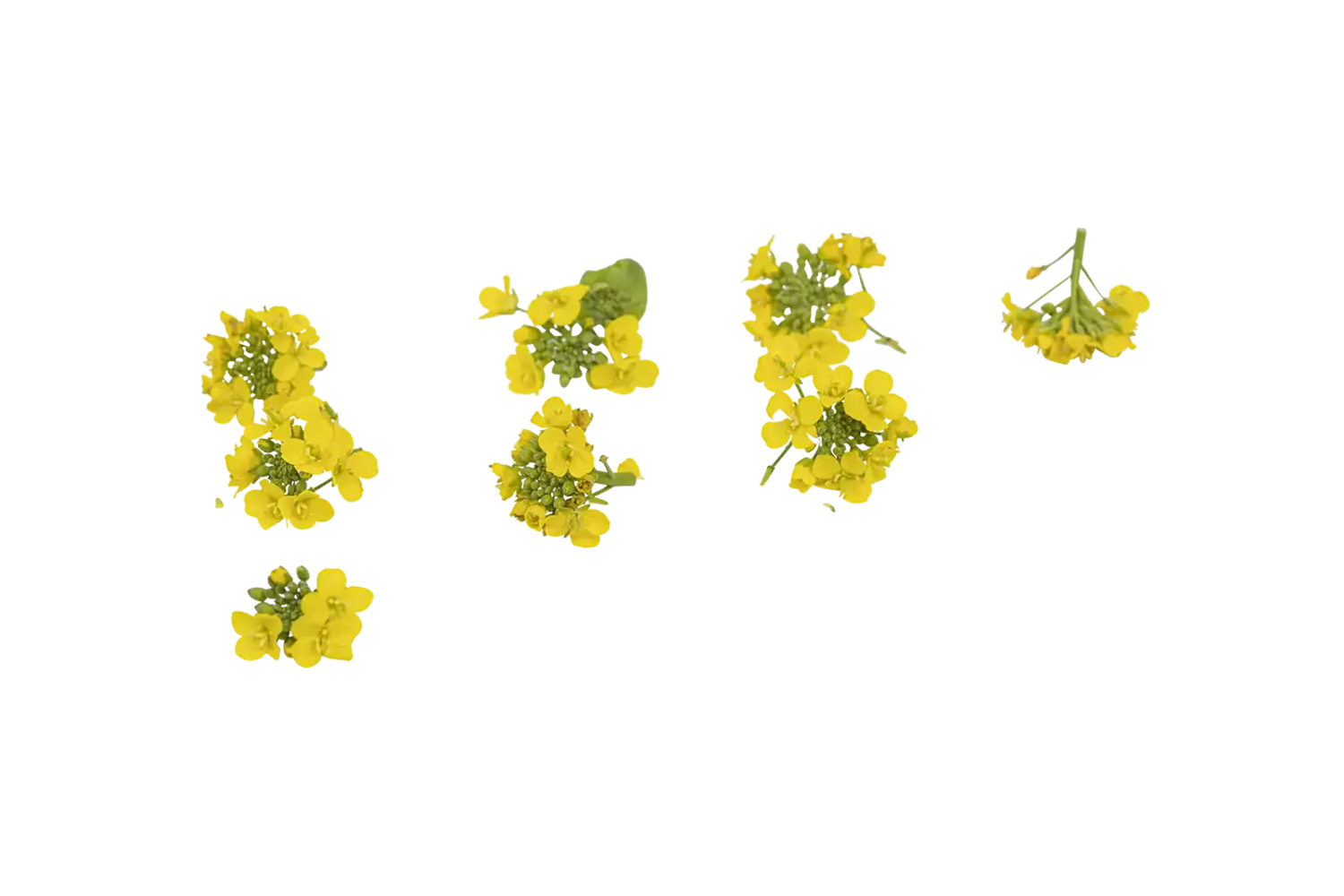 Eetbare bloem Koolbloem 15st. stuk 1