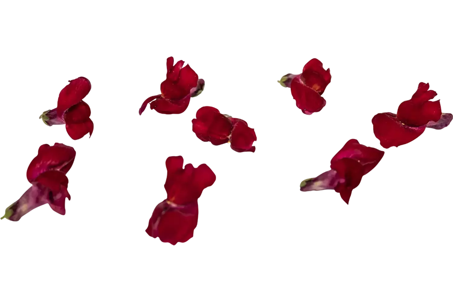 Eetbare bloem Leeuwenbekjes rood 20st. stuk 1