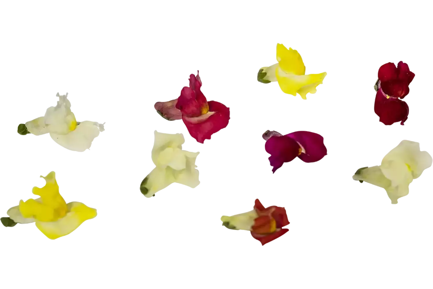 Eetbare bloem Leeuwenbekjes mix 20st. stuk 1