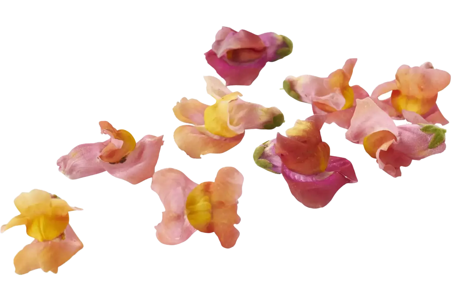 Eetbare bloem Leeuwenbekjes bont 20st. stuk 1