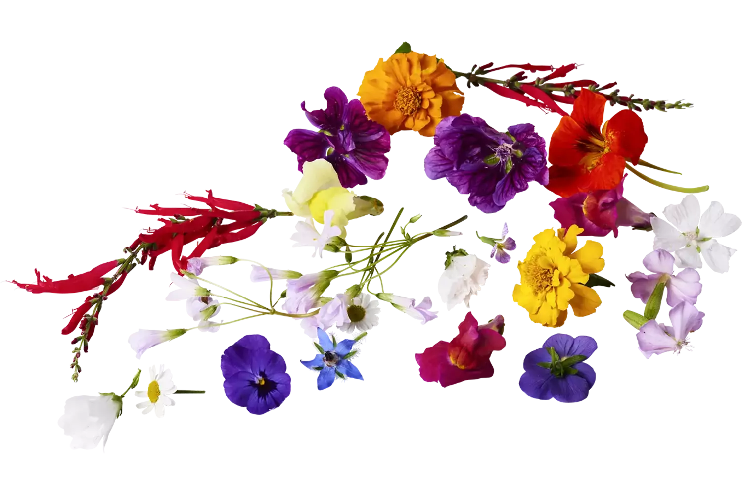 Eetbare bloem mix groot 35st. stuk 1