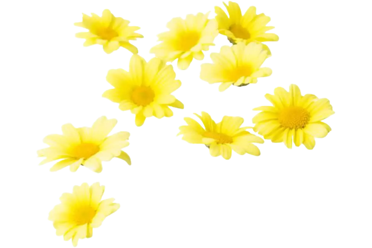 Eetbare bloem Madeliefjes +-- 30st stuk 1