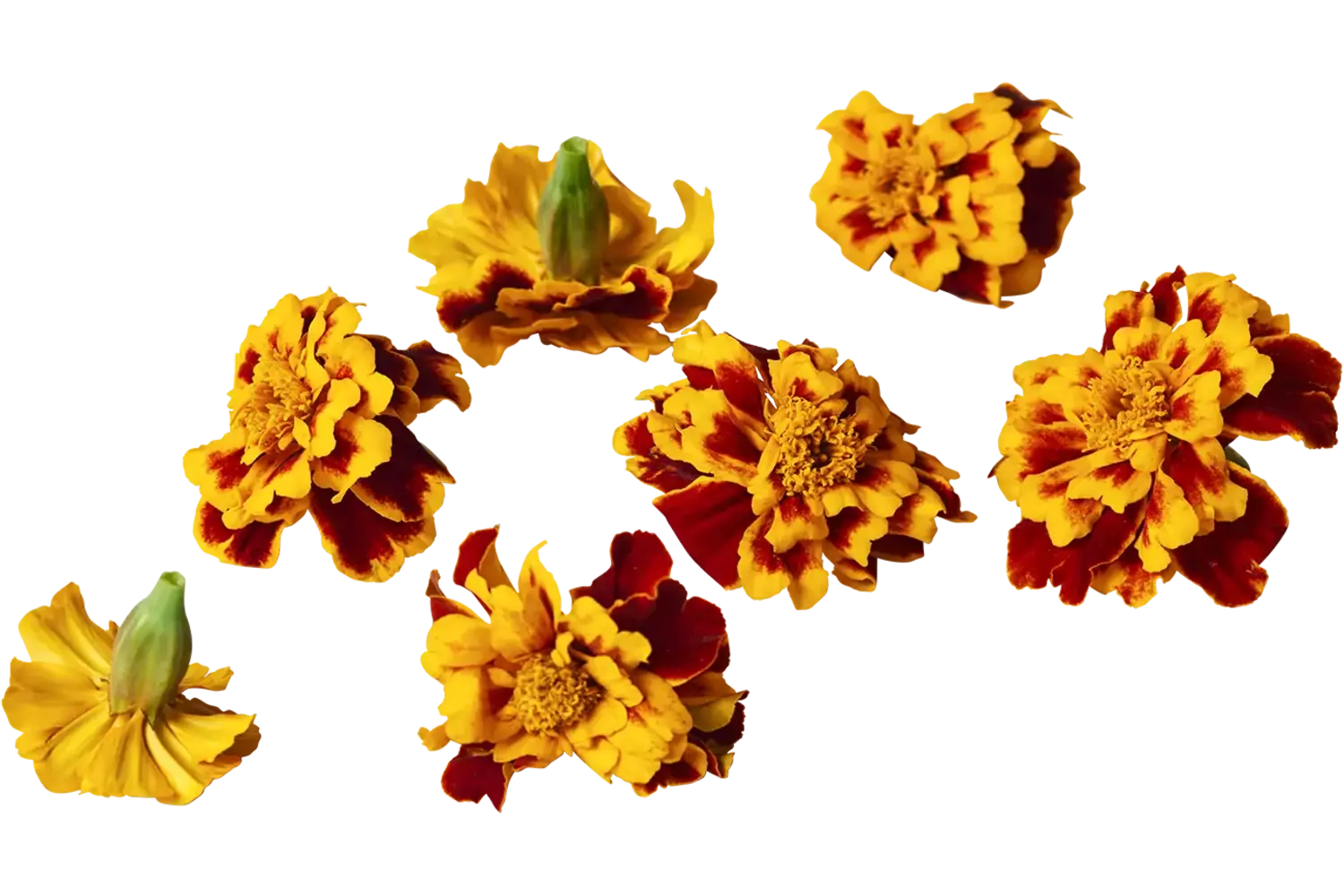 Eetbare bloem Afrikaantje Vlam 20st. stuk 1