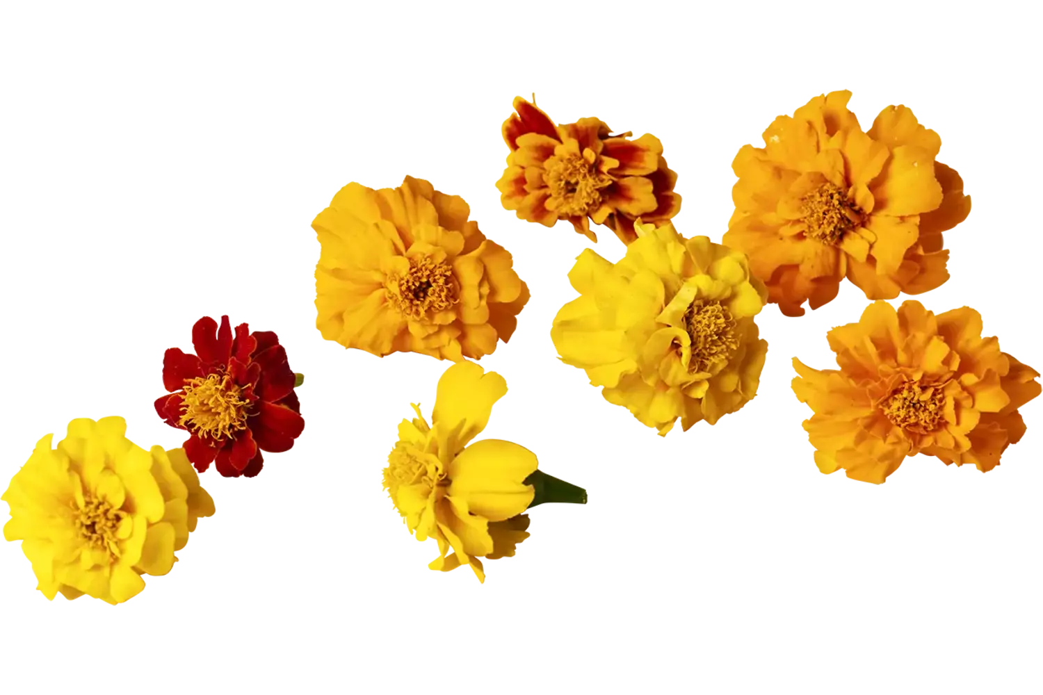 Eetbare bloem Afrikaantjes mix 20st. stuk 1