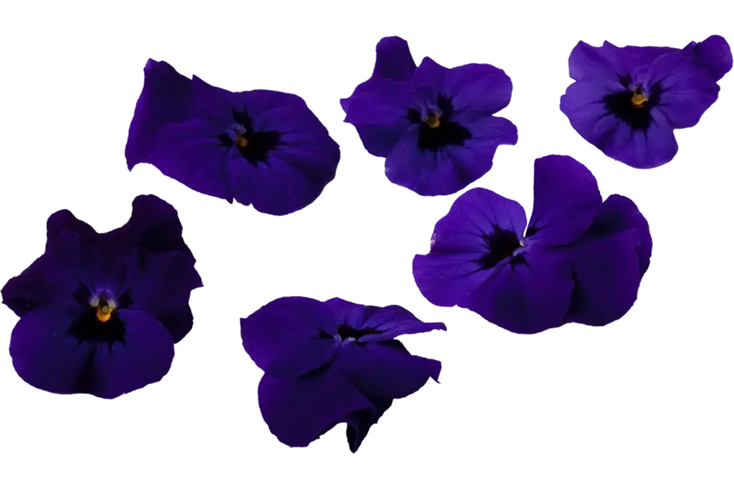 Eetbare bloem Viooltjes paars 22st. stuk 1