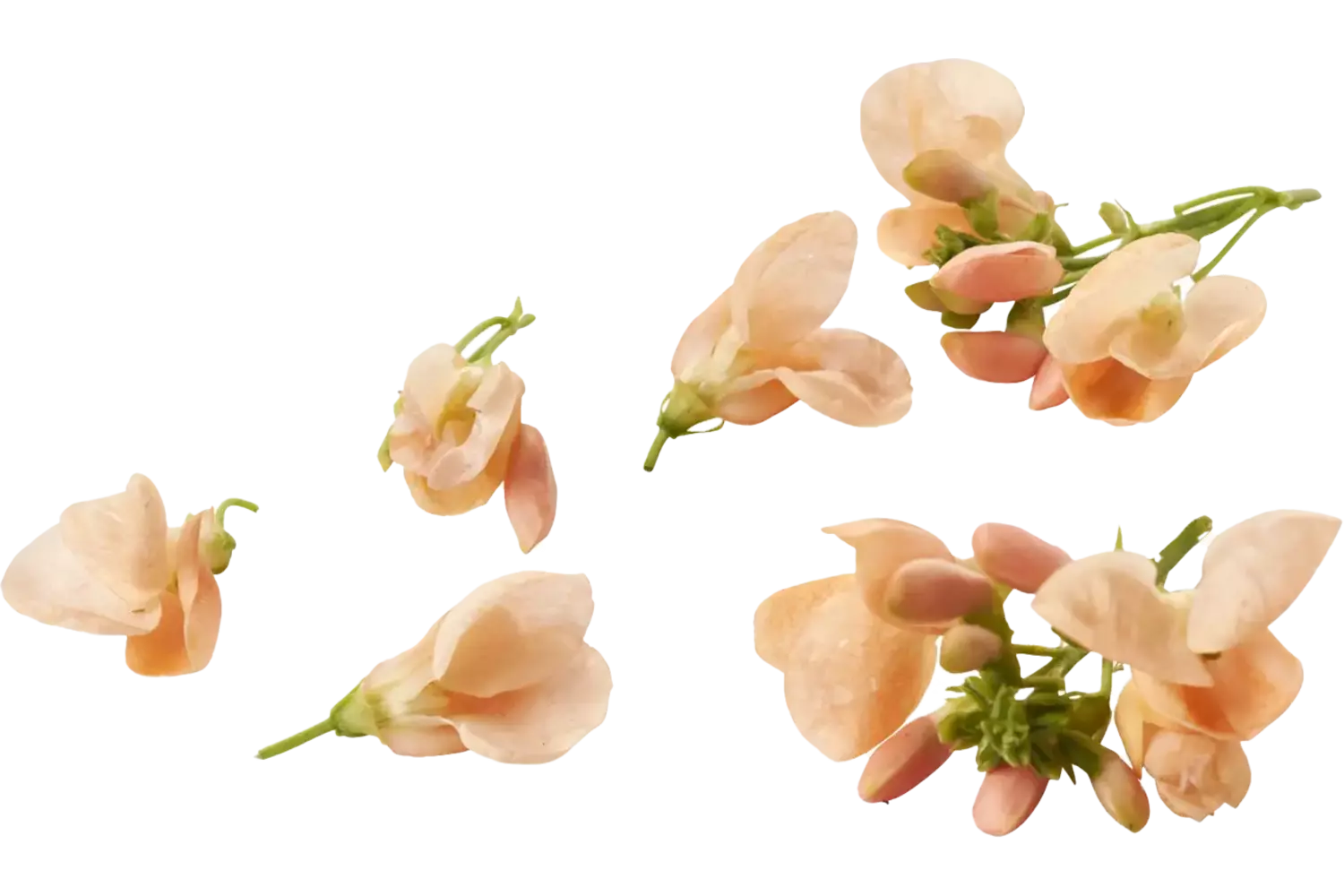 Eetbare bloem Zalmbloem 20st. stuk 1