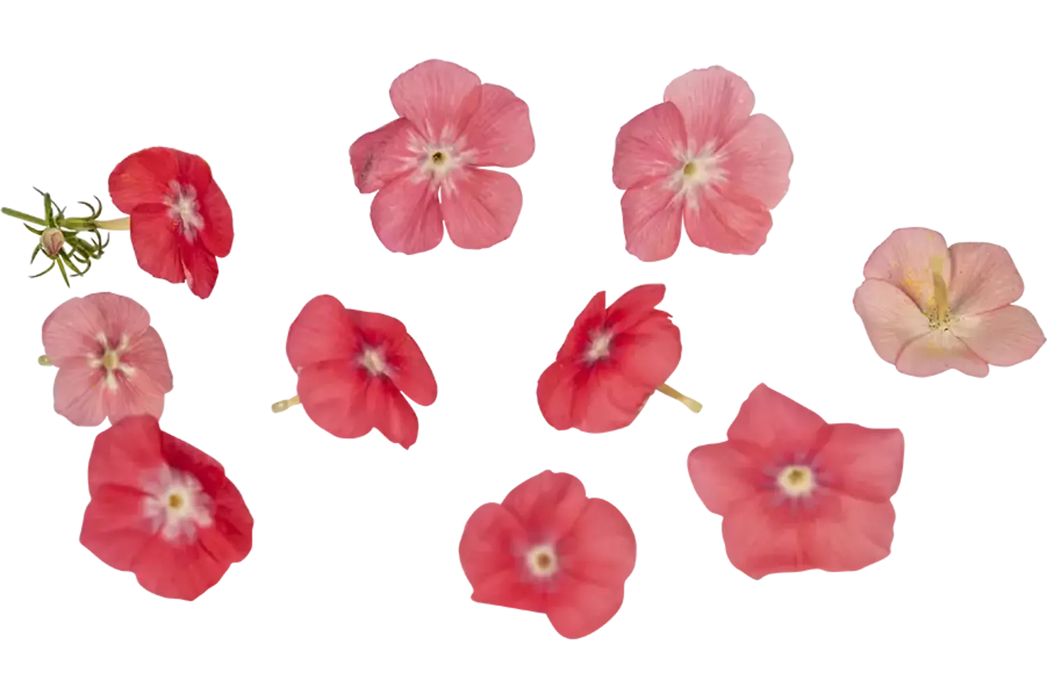 Eetbare bloem Vlambloem 20st. stuk 1
