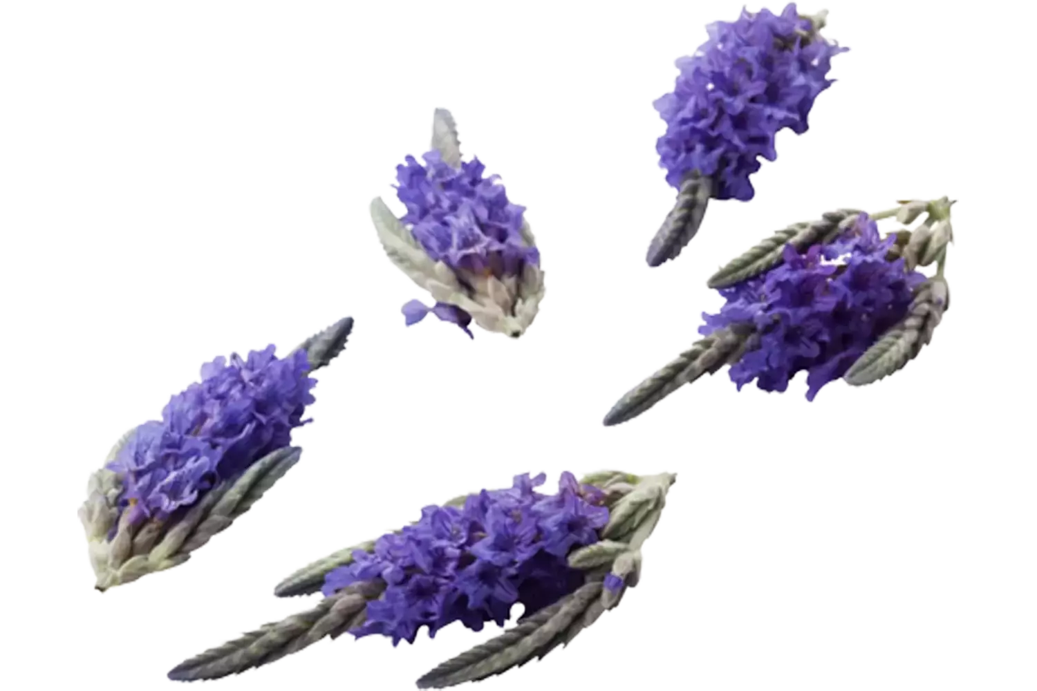 Eetbare bloem lavendel 20st. stuk 1